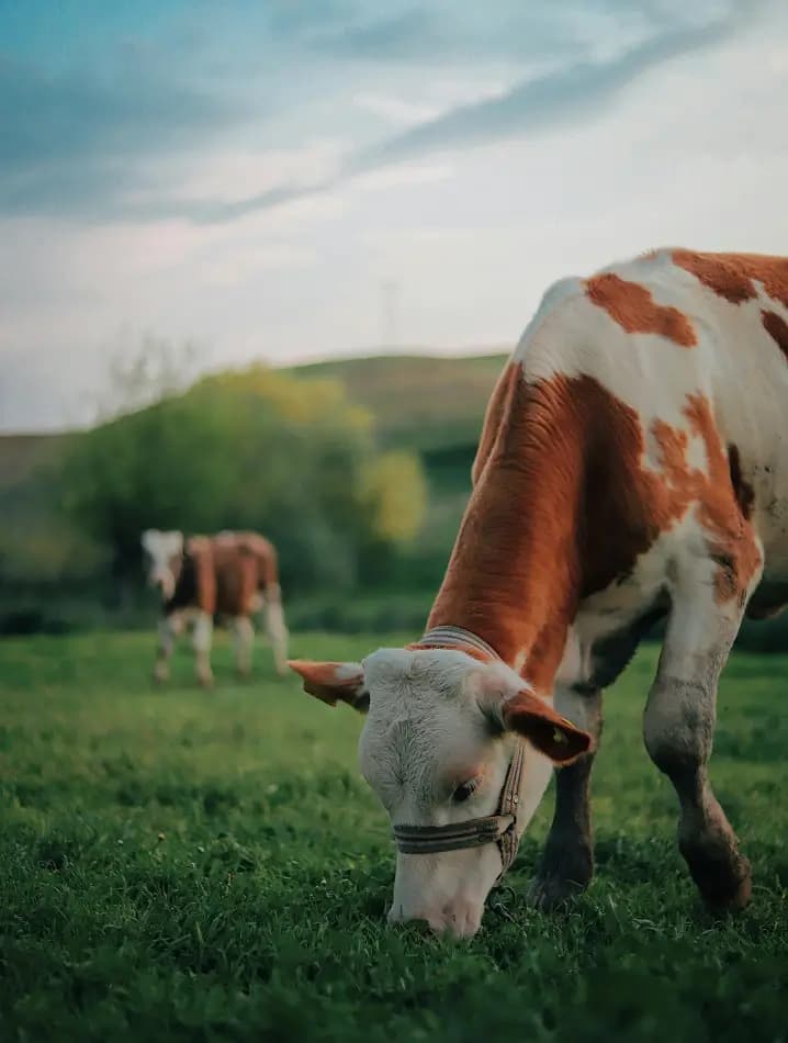 Cow in field