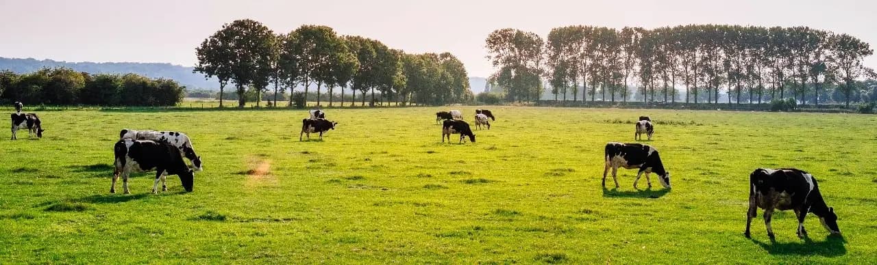 Cattle trading background