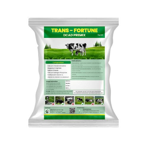 Trans Fortune - View 1